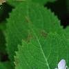 Hydrangea macrophylla subsp. serrata 'Woodlander', flowers