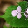 Hydrangea macrophylla subsp. serrata 'Woodlander', flowers
