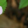 Hydrangea macrophylla subsp. serrata 'Woodlander', flowers