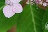 Hydrangea macrophylla subsp. serrata 'Woodlander', flowers