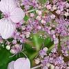 Hydrangea macrophylla subsp. serrata 'Woodlander', flowers