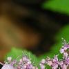 Hydrangea macrophylla subsp. serrata 'Woodlander', flowers