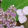 Hydrangea macrophylla subsp. serrata 'Woodlander', flowers