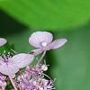 Hydrangea macrophylla subsp. serrata 'Woodlander', flowers
