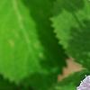 Hydrangea macrophylla subsp. serrata 'Woodlander', flowers