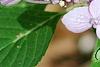 Hydrangea macrophylla subsp. serrata 'Woodlander', flowers