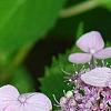 Hydrangea macrophylla subsp. serrata 'Woodlander', flowers