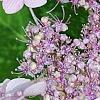 Hydrangea macrophylla subsp. serrata 'Woodlander', flowers