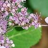 Hydrangea macrophylla subsp. serrata 'Woodlander', flowers