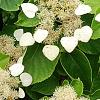 Schizophragma hydrangeoides, flowers