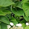 Schizophragma hydrangeoides, flowers