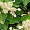 Schizophragma hydrangeoides, flowers