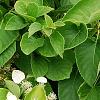 Schizophragma hydrangeoides, flowers