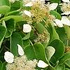 Schizophragma hydrangeoides, flowers