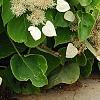 Schizophragma hydrangeoides, flowers