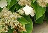 Schizophragma hydrangeoides, flowers