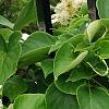 Schizophragma hydrangeoides, flowers