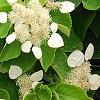 Schizophragma hydrangeoides, flowers
