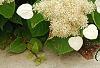 Schizophragma hydrangeoides, flowers