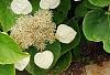 Schizophragma hydrangeoides, flowers