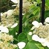 Schizophragma hydrangeoides, flowers
