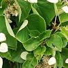 Schizophragma hydrangeoides, flowers