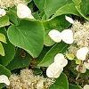 Schizophragma hydrangeoides, flowers