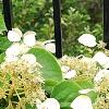 Schizophragma hydrangeoides, flowers