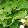 Schizophragma hydrangeoides, flowers