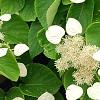 Schizophragma hydrangeoides, flowers