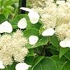 Schizophragma hydrangeoides, flowers