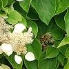 Schizophragma hydrangeoides, flowers
