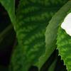 Schizophragma hydrangeoides, flowers