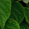 Schizophragma hydrangeoides, flowers
