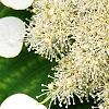 Schizophragma hydrangeoides, flowers