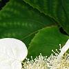 Schizophragma hydrangeoides, flowers