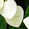 Schizophragma hydrangeoides, flowers