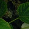 Schizophragma hydrangeoides, flowers