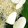 Schizophragma hydrangeoides, flowers