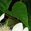 Schizophragma hydrangeoides, flowers