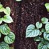 Schizophragma hydrangeoides 'Moonlight', habit