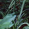 Schizophragma hydrangeoides 'Moonlight', habit