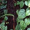 Schizophragma hydrangeoides 'Moonlight', habit