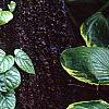 Schizophragma hydrangeoides 'Moonlight', habit