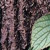 Schizophragma hydrangeoides 'Moonlight', leaves