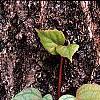 Schizophragma hydrangeoides 'Moonlight', leaves