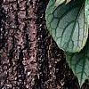 Schizophragma hydrangeoides 'Moonlight', leaves