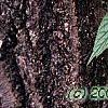 Schizophragma hydrangeoides 'Moonlight', leaves