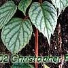 Schizophragma hydrangeoides 'Moonlight', leaves