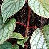 Schizophragma hydrangeoides 'Moonlight', leaves